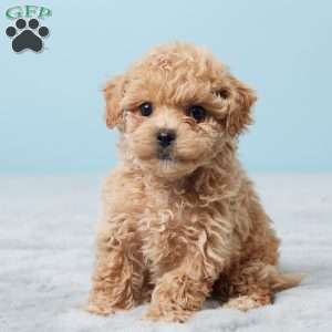 Betsy, Bich-Poo Puppy